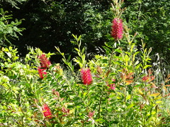 Melaleuca comboynensis