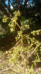 Peltieri