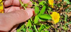Potentilla