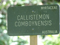 Melaleuca comboynensis