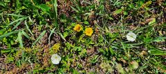 Potentilla