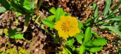 Potentilla
