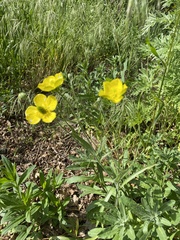 Ranunculus illyricus