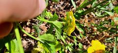 Potentilla