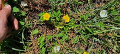 Potentilla