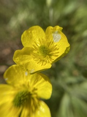Ranunculus illyricus
