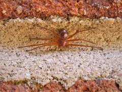 Philodromus marxi