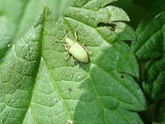 Phyllobius virideaeris