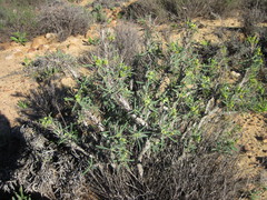 Euphorbia loricata