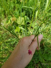 Lathyrus nissolia