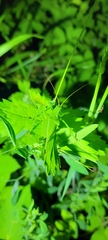 Isophya camptoxypha