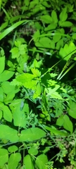 Isophya camptoxypha