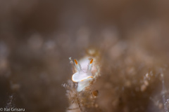 Verconia simplex