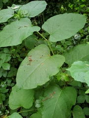 Reynoutria × bohemica