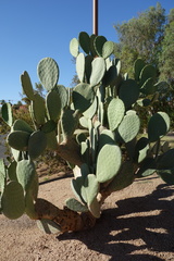 Opuntia