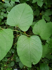 Reynoutria × bohemica