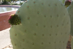 Opuntia