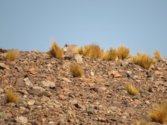 Thinocorus rumicivorus