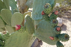 Opuntia