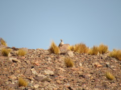 Thinocorus rumicivorus