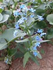Brunnera sibirica