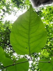 Reynoutria × bohemica