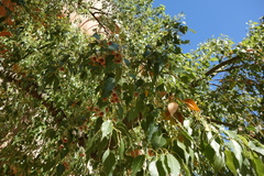 Brachychiton populneus