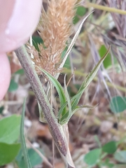 Trifolium angustifolium