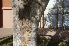 Brachychiton populneus