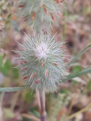 Trifolium angustifolium