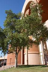 Brachychiton populneus