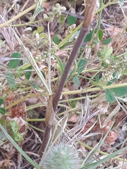 Trifolium angustifolium
