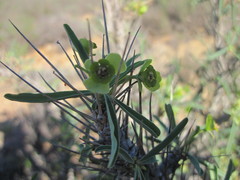 Euphorbia loricata
