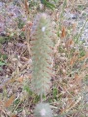 Trifolium angustifolium