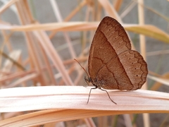 Capronnieria galesus