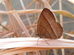 Capronnieria galesus