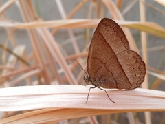 Capronnieria galesus