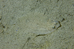Arnoglossus