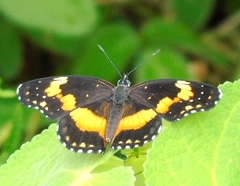 Chlosyne lacinia crocale