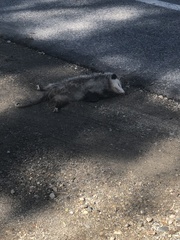 Didelphis virginiana
