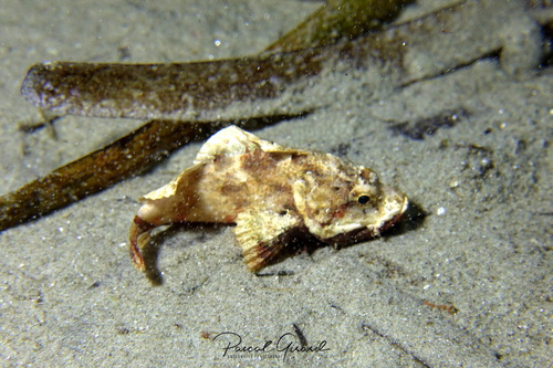 Red Scorpionfish, photo 7 of 7