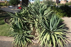 Agave