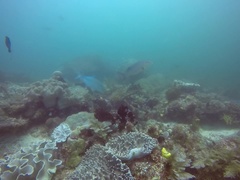 Plectropomus oligacanthus