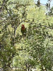 Agapornis roseicollis