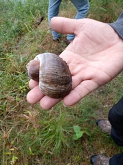 Sinistrofulgur perversum