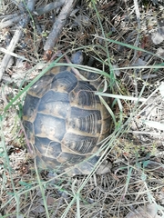 Testudo graeca