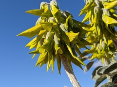 Crotalaria cunninghamii