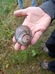 Sinistrofulgur perversum