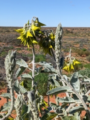 Crotalaria cunninghamii