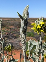 Crotalaria cunninghamii